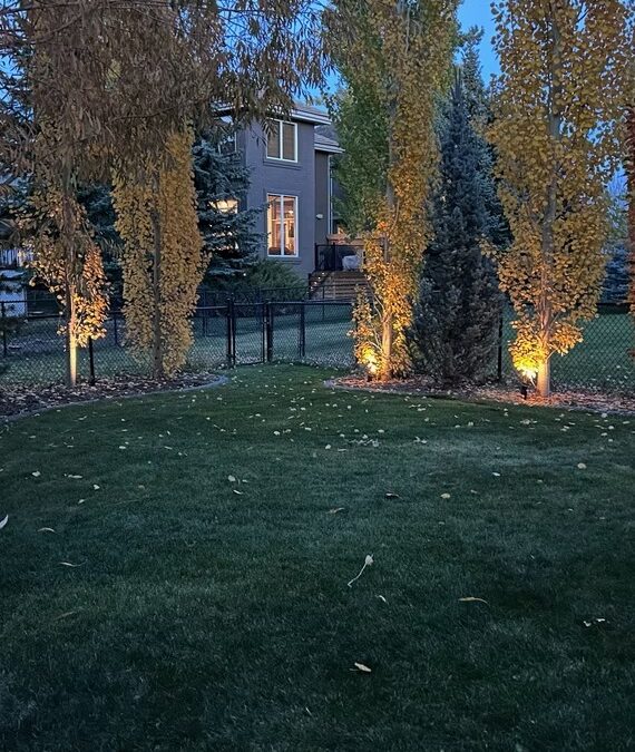 Trees illuminated with warm landscape uplighting at dusk