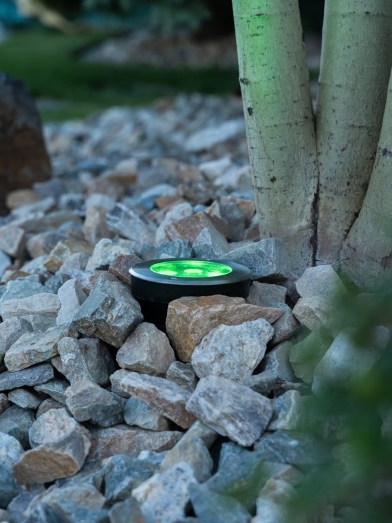 Green accent light beside a tree and decorative stone